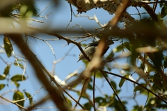 Conirostrum speciosum