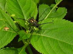 Leptura quadrifasciata