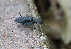 Dromochorus pilatei