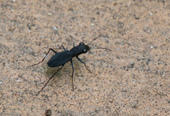 Dromochorus pilatei