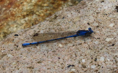 Argia elongata