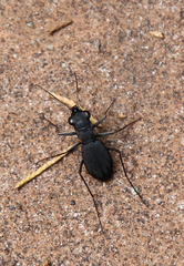 Dromochorus pilatei