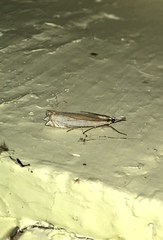 Crambus pascuella