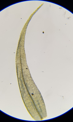 Image of Warnstorfia fluitans by (c) Helen Waterman, some rights reserved (CC BY)