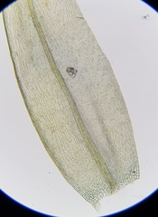 Warnstorfia fluitans