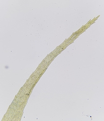 Warnstorfia fluitans