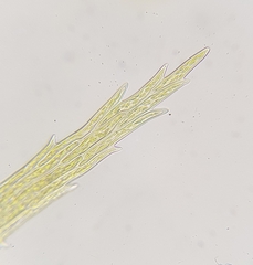 Warnstorfia fluitans