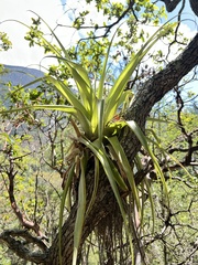 Tillandsia parryi