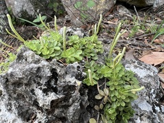 Peperomia berlandieri