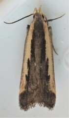 Dichomeris serrativittella