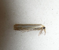 Crambus saltuellus
