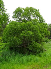 Salix pentandra