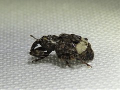 Conotrachelus albicinctus