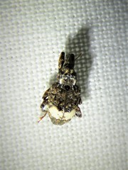 Conotrachelus albicinctus