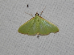 Parotis baldersalis