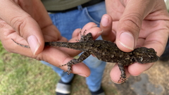 Sceloporus malachiticus