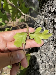 Quercus marilandica
