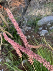 Schoenocaulon macrocarpum