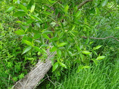 Salix pentandra