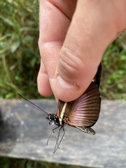 Heliconius clysonymus montanus