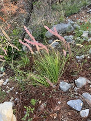 Schoenocaulon macrocarpum