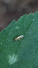 Campyloneura virgula