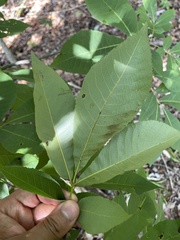 Carya carolinae-septentrionalis