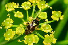 Orthops basalis