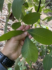 Carya carolinae-septentrionalis