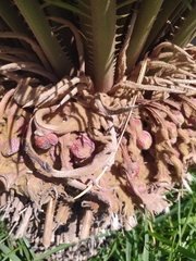 Cycas revoluta