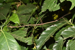 Bactricia bituberculata