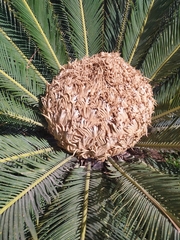 Cycas revoluta