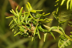 Chirosia grossicauda