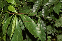 Bactricia bituberculata