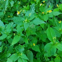 Impatiens edgeworthii