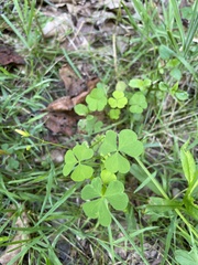 Oxalis grandis