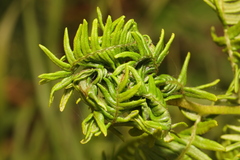 Chirosia grossicauda