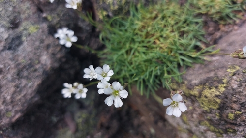 Image of Gypsophila uralensis by (c) Lena Perova, some rights reserved (CC BY)