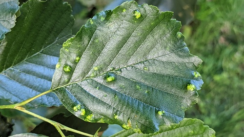 Alder erineum mite, Noordwijk, Zuid-Holland, Netherlands, photo 10 of 10