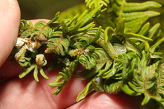 Chirosia grossicauda