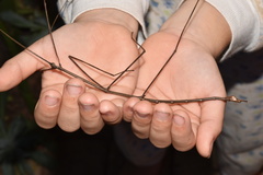 Bactricia bituberculata