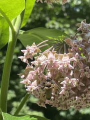 Trigonarthris subpubescens