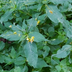 Impatiens edgeworthii