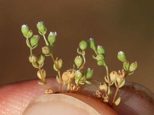 allseed (Radiola linoides)
