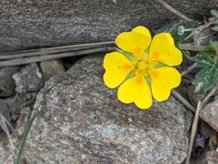 Potentilla nivea