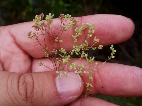 Allseed
