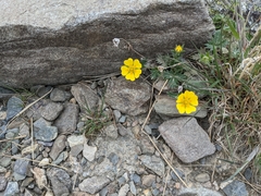 Potentilla nivea