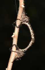 Hypenetes