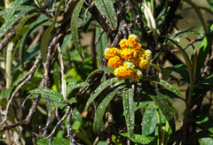 Buddleja incana