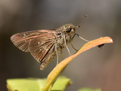 Torbenlarsenia gemella